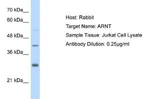 Host: Rabbit Target Name: ARNT Sample Type: Jurkat Whole cell lysates Antibody Dilution: 1. (ARNT antibody  (Middle Region))