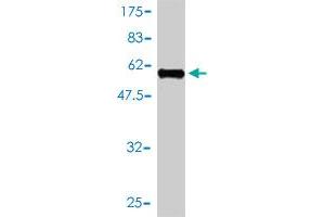 Western Blot detection against Immunogen (57. (PIH1D1 antibody  (AA 1-290))