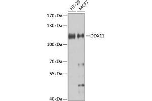 Western blot analysis of extracts of various cell lines, using DDX11 antibody (ABIN6130249, ABIN6139479, ABIN6139480 and ABIN6223588) at 1:1000 dilution.