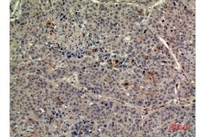 Immunohistochemical analysis of paraffin-embedded human-liver, antibody was diluted at 1:100. (TPO (Internal Region) antibody)