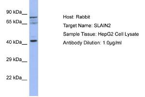 Host: Rabbit Target Name: SLAIN2 Sample Type: HepG2 Whole cell lysates Antibody Dilution: 1. (SLAIN2 antibody  (C-Term))