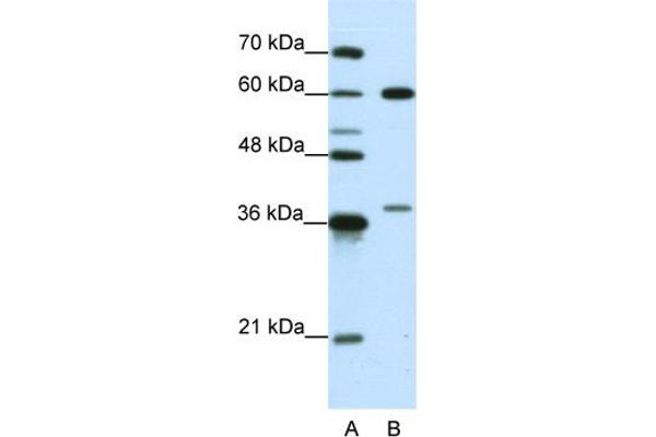 HNRNPL antibody  (N-Term)