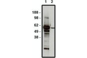 Image no. 1 for anti-F-Box and WD Repeat Domain Containing 7 (FBXW7) antibody (ABIN793705) (FBXW7 antibody)