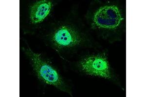 Immunofluorescence analysis of HeLa cells using MRPL42 mouse mAb (green). (MRPL42 antibody  (AA 142-203))