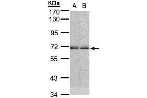 WB Image Sample (30μg whole cell lysate) A:H1299 B:MOLT4 , 7. (TR4 antibody)