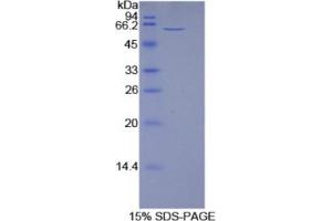 SDS-PAGE analysis of Rat 5'-Nucleotidase, Ecto Protein. (CD73 Protein)