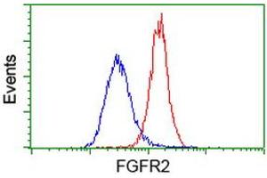 Flow cytometric Analysis of Hela cells, using anti-FGFR2 antibody (ABIN2454557), (Red), compared to a nonspecific negative control antibody, (Blue). (FGFR2 antibody)
