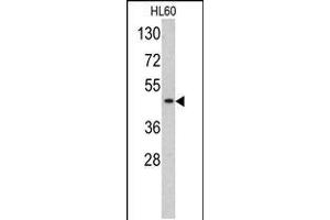 Western blot analysis of TBP antibody in HL60 cell line lysates (35ug/lane)