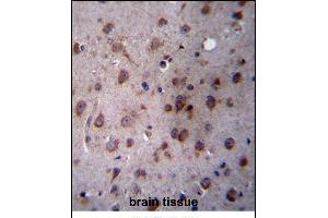 TMED2 Antibody (N-term) (ABIN657064 and ABIN2846229) immunohistochemistry analysis in formalin fixed and paraffin embedded human brain tissue followed by peroxidase conjugation of the secondary antibody and DAB staining. (TMED2 antibody  (N-Term))