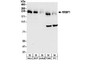 anti-Ribosome Binding Protein 1 (RRBP1) (AA 1490-1540) antibody