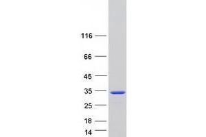 Validation with Western Blot (CLIC3 Protein (Myc-DYKDDDDK Tag))