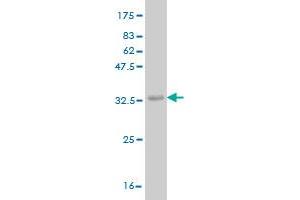 Western Blot detection against Immunogen (36. (ADCK4 antibody  (AA 445-544))