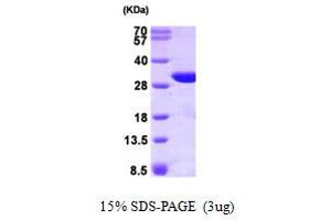 SDS-PAGE (SDS) image for Glutathione S-Transferase omega 1 (GSTO1) (AA 1-241) protein (His tag) (ABIN668054) (GSTO1 Protein (AA 1-241) (His tag))