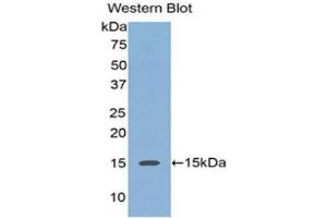Western Blotting (WB) image for anti-Regenerating Islet-Derived 3 alpha (REG3A) (AA 40-164) antibody (Biotin) (ABIN1176323) (REG3A antibody  (AA 40-164) (Biotin))