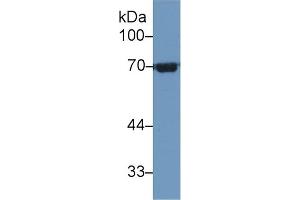 Detection of HSPA1L in Human HepG2 cell lysate using Polyclonal Antibody to Heat Shock 70 kDa Protein 1 Like Protein (HSPA1L)