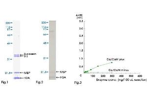 Kinase Activity Assay (KAA) image for Calcium/calmodulin-Dependent Protein Kinase II beta (CAMK2B) (AA 1-503) protein (GST tag) (ABIN1347929) (CAMK2B Protein (AA 1-503) (GST tag))