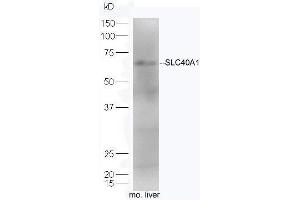 Mouse liver lysates probed with Rabbit Anti-SLC40A1 Polyclonal Antibody, Unconjugated  at 1:5000 for 90 min at 37˚C. (SLC40A1 antibody  (AA 331-430))