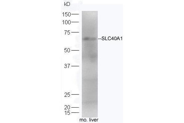 SLC40A1 antibody  (AA 331-430)