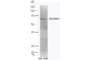 SLC40A1 抗体  (AA 331-430)