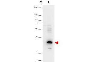 Western blot using  anti-Human MIP-3a antibody shows detection of a band ~26 kDa in size corresponding to recom-binant human MIP-3a (lane 1). (CCL20 antibody)