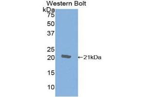 Western Blotting (WB) image for anti-Cytotoxic T-Lymphocyte-Associated Protein 4 (CTLA4) (AA 41-192) antibody (ABIN1858527)