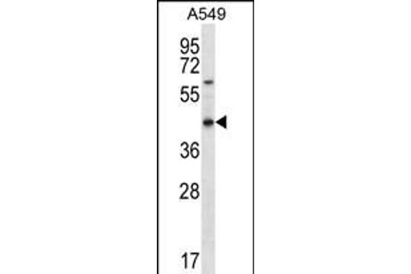 OR51S1 antibody  (C-Term)