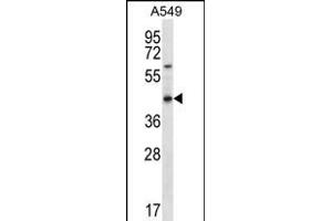 OR51S1 Antibody (C-term) (ABIN656251 and ABIN2845566) western blot analysis in A549 cell line lysates (35 μg/lane). (OR51S1 antibody  (C-Term))
