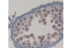 Figure. (NAGA antibody  (AA 18-217))