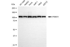 Western blotting analysis using PSMD1 antibody (ABIN7799945).