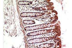 Immunohistochemistry (IHC) analysis of paraffin-embedded Mouse Kidney, antibody was diluted at 1:100. (ITGA5 antibody  (Internal Region))