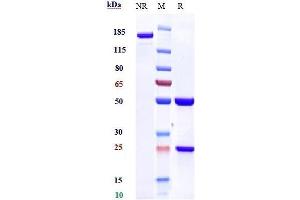 Anti-PDCD1 / PD-1 / CD279 Reference Antibody (nivolumab) on SDS-PAGE under reducing (R) condition. (Recombinant PDCD1 (Nivolumab Biosimilar) antibody)