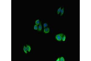 Immunofluorescence (IF) image for anti-Nuclear Factor of Activated T-Cells, Cytoplasmic, Calcineurin-Dependent 1 (NFATC1) (AA 48-406) antibody (ABIN7161789)