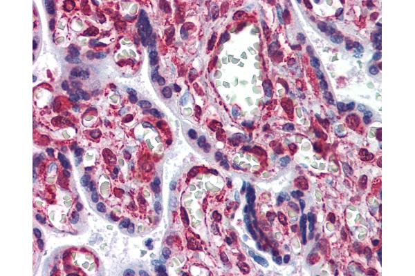 Cytohesin 1 antibody  (AA 1-399)