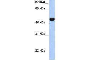 RTN4 antibody used at 1 ug/ml to detect target protein. (Reticulon 4 antibody  (Middle Region))