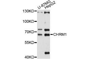 Western blot analysis of extracts of various cell lines, using CHRM1 antibody (ABIN5997442) at 1/1000 dilution. (CHRM1 antibody)