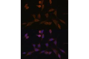 Immunofluorescence (IF) image for anti-NADH Dehydrogenase (Ubiquinone) 1 alpha Subcomplex, 5, 13kDa (NDUFA5) (AA 1-116) antibody (ABIN7268804)