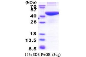 SDS-PAGE (SDS) image for phosphoribosyl Pyrophosphate Synthetase-Associated Protein 2 (PRPSAP2) (AA 1-369) protein (His tag) (ABIN5853417)