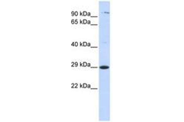 Tetraspanin 2 antibody  (AA 108-157)