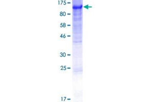 DVL2 Protein (AA 1-736) (GST tag)