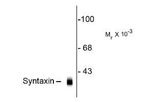 Western blot of Anti-Syntaxin (Mouse) Antibody - 200-301-E40 Western Blot of Mouse anti-Syntaxin antibody. (Syntaxin antibody)