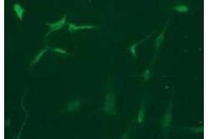 Immunofluorescence (IF) image for anti-Vimentin (VIM) antibody (ABIN1109486)