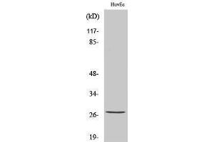 Western Blotting (WB) image for anti-Heat Shock 27kDa Protein 1 (HSPB1) (pSer82) antibody (ABIN3172909) (HSP27 antibody  (pSer82))