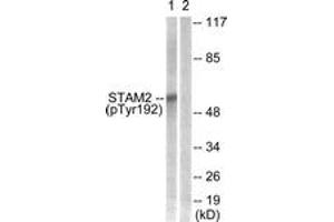 Western blot analysis of extracts from NIH-3T3 cells treated with EGF 200ng/ml 30', using STAM2 (Phospho-Tyr192) Antibody. (STAM2 antibody  (pTyr192))