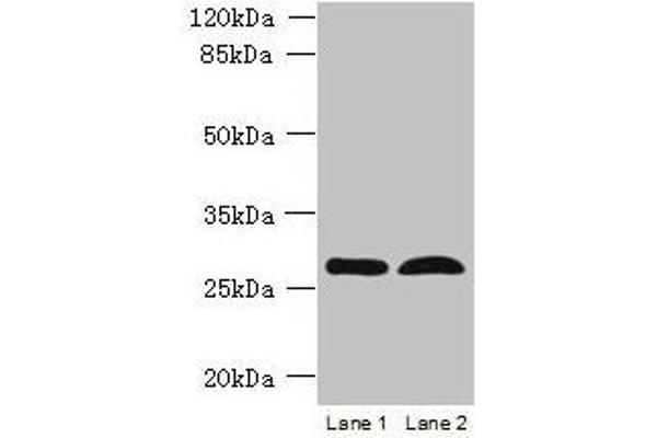 RTP4 antibody  (AA 1-224)