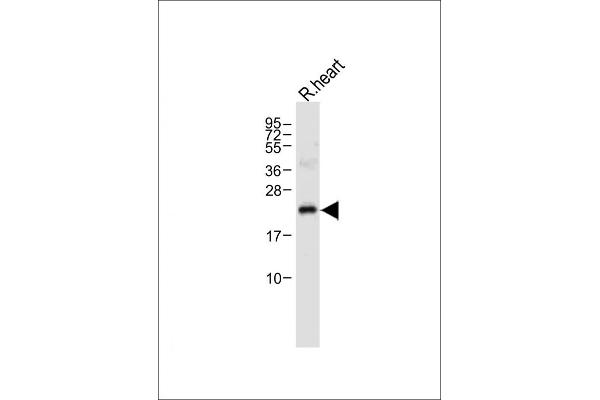 OAZ1 antibody  (N-Term)