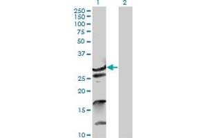 Western Blot analysis of ZNF397 expression in transfected 293T cell line by ZNF397 MaxPab polyclonal antibody. (ZNF397 antibody  (AA 1-275))