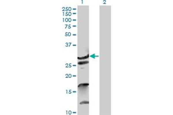 ZNF397 Antikörper  (AA 1-275)