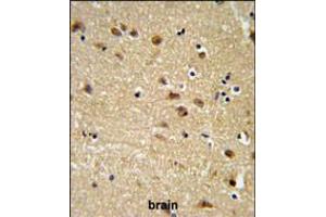 EDIL3 Antibody IHC analysis in formalin fixed and paraffin embedded brain tissue followed by peroxidase conjugation of the secondary antibody and DAB staining.