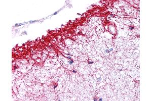 Anti-NLRP14 antibody IHC of human brain, cortex. (NLRP14 antibody  (N-Term))