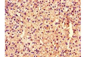 Immunohistochemistry of paraffin-embedded human adrenal gland tissue using ABIN7167968 at dilution of 1:100 (ARHGEF12 antibody  (AA 1302-1501))
